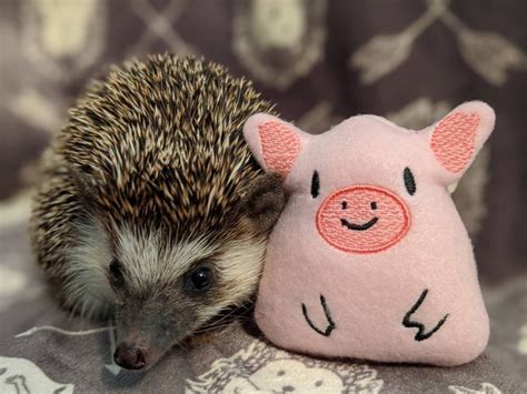 Petunia The Pig Mint Stuffed Hedgehog Toy Small Animal Cage Buddy Etsy