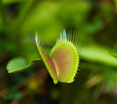 Venus Flytraps Make Exciting Houseplants Heres How To Grow And Feed