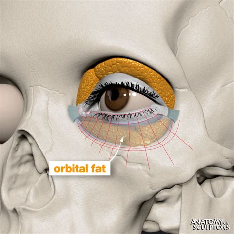 The Spaces In The Orbital Cavity Anatomy For Sculptors Facebook