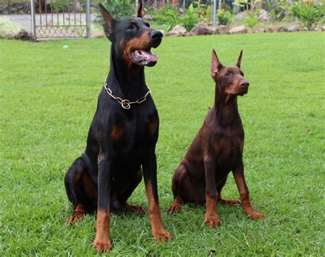 Is A Doberman Good With Other Dogs Tips For Success And Faqs Pet Keen