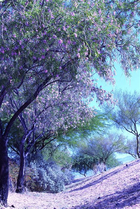 Desert Willow Photograph By Kume Bryant
