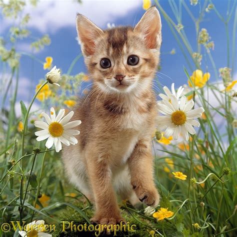 Abyssinian Kitten Among Daisy And Buttercup Flowers Photo Wp15887