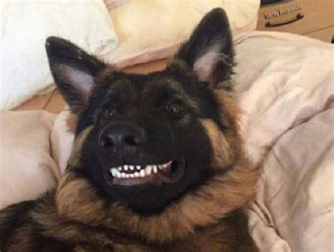 Ten Of The Funniest German Shepherds You Will Ever See