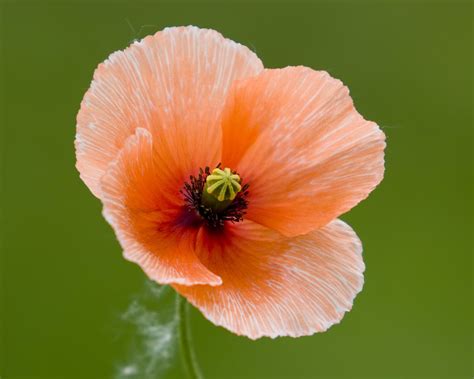 Pin By Mary Michele Morrall On Poppies Poppy Flower Planting Flowers