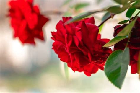 How To Prepare Your Roses For Winter Backyard Boss