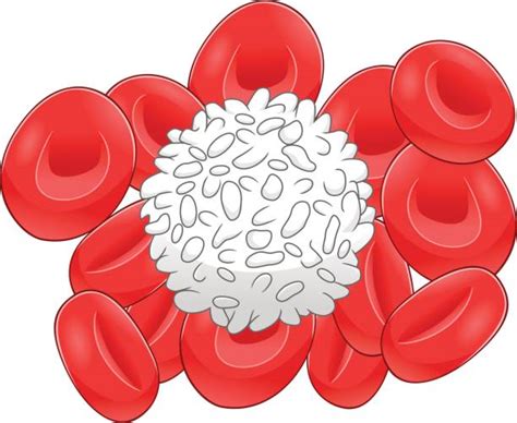 Top 60 White Blood Cell Clip Art Vector Graphics And Illustrations