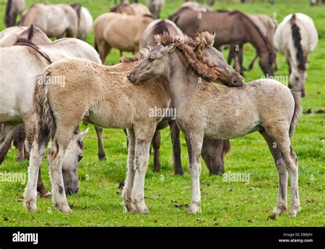 baby pony high resolution stock photography  images alamy