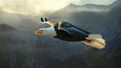 Eagle Bald Nature Animals Wallpapers 4k Desktop