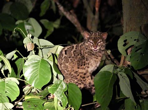 The Wonderful Marbled Cat Of Borneo And Se Asia