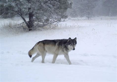 Report: Record number of wolves in Oregon | The Spokesman-Review
