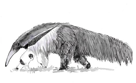 Heres A Drawing I Made Of A Giant Anteater I Was Told Elsewhere To