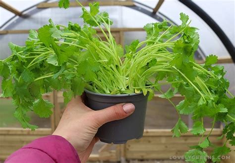 Tips For Growing Coriander From The Supermarket Lovely Greens
