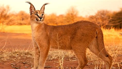 Caracal Gato Do Deserto Curiosidades Sobre O Animal Resumo