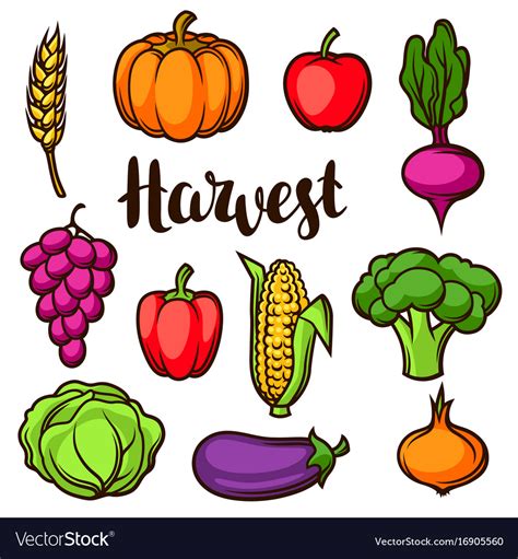 Harvest Set Of Fruits And Vegetables Autumn Vector Image