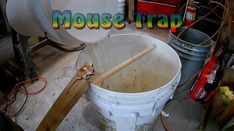 How To Make Bucket Rolling Log Mouse Trap Best Mouse Trap Ever Youtube