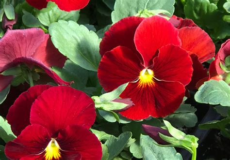 Matrix Scarlet Wholesale Pansy For Sale Flintwood Farms