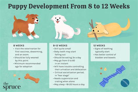 Puppy Development From 8 To 12 Weeks