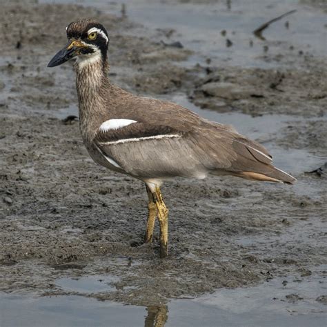 Beach Stone Curlew Esacus Magnirostris Birds Of Wet Tropics