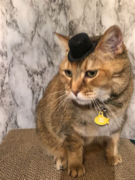 Mini Black Top Hat Cat Hat For Your Cat Etsy