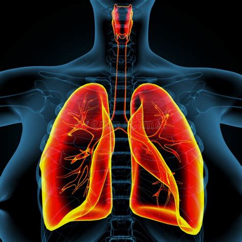 D Illustrazione Dell Anatomia Del Sistema Respiratorio Umano Dei Polmoni Illustrazione Di Stock