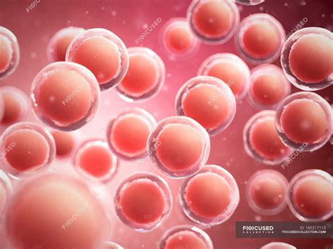 Visual Rendering Of Human Cells — Physiology 3d Stock Photo 160217110