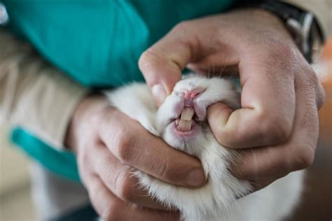 Rabbits With Overgrown Teeth Malocclusion In Rabbits Causes And Treatment