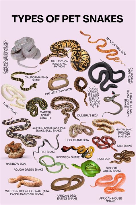Types Of Snakes As Pets Pet Snake Types Of Snake Types Of Pet