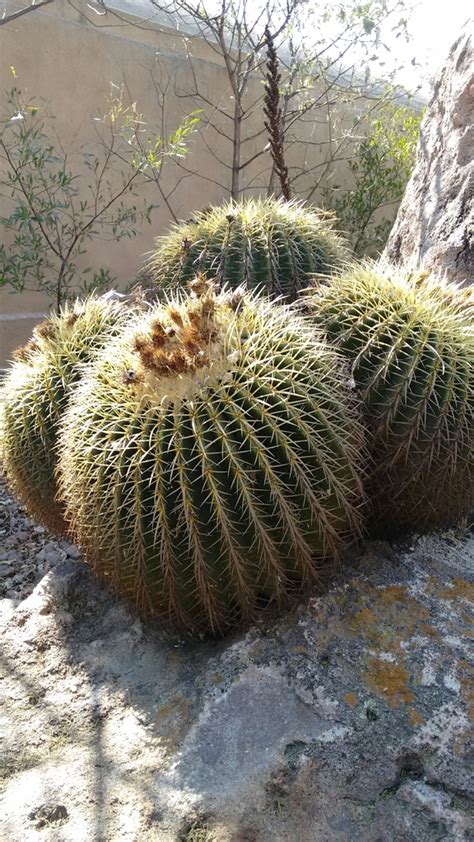 Cacti Flowering Plants Of The Trans Pecos Of Texas · Inaturalist