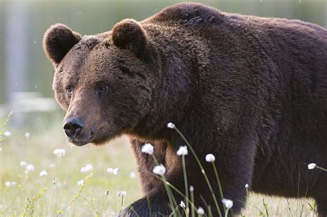 European Brown Bear Ursus Arctos Kuhmo Finland Scandinavia Europe