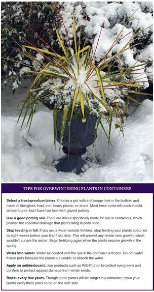 Tips For Overwintering Containers Potted Plants Outdoor Winter