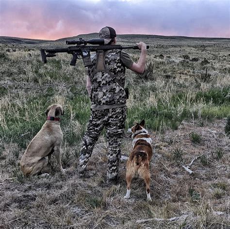 How Coyote Hunting Dogs Decoy In Predators