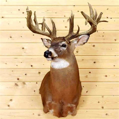 Whitetail Deer Mounts For Sale 76 Ads For Used Whitetail Deer Mounts