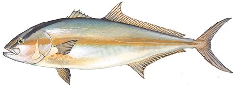 Amberjack Greater South Atlantic Fishery Management Council