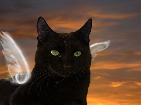 Angel Cat Angel Beautiful Black Black Cat Cat Clouds Kitty Sky