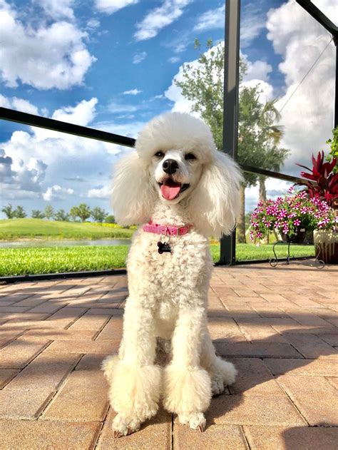 Jolie Sitting Pretty In The Florida Sun May 16 2018 Toy Poodle