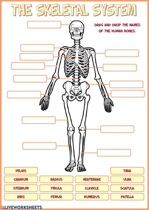 Long bones include all limb bones except the patella. Skeletal system interactive and downloadable worksheet ...