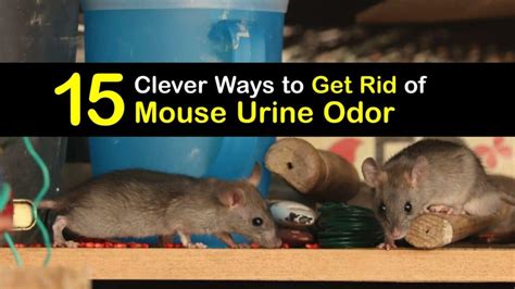 Mouse Pee Smells Guide For Getting Rid Of Mice Urine Odors