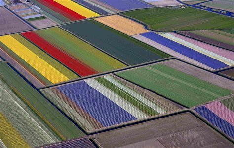 Aerial View Of Flower Fields