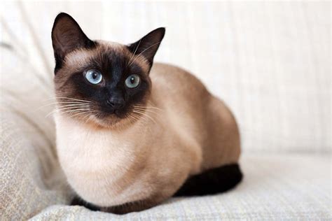 Die 10 Beliebtesten Katzenrassen Von Britisch Kurzhaar Bis Siam Katze