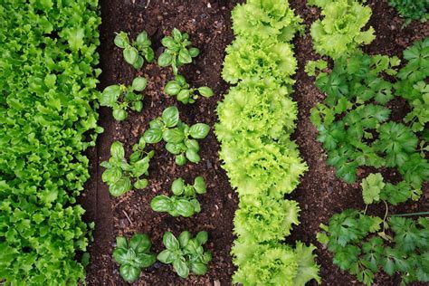 Top 20 Garden Vegetables To Grow Kellogg Garden Organics