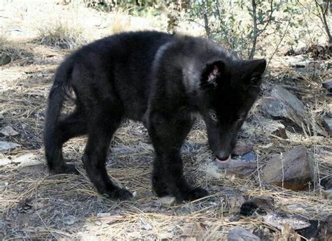 Black Wolfdog Puppy Wolf Dog Baby Wolves Beautiful Dogs