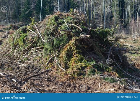 Forest Cut Trees Logging Pine Spruce Branches Cut Down Pile Stock
