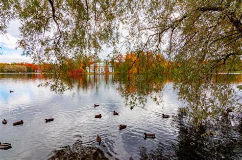 Grand Pond Of Catherine Park In Autumn Pushkin Tsarskoe Selo Saint