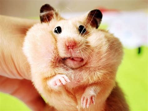 Hamster Funny Hamsters Cute Hamsters Cute Animals