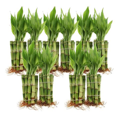 4 Straight Lucky Bamboo Bundles Of 10 20 50 Or 100 Stalks Lucky