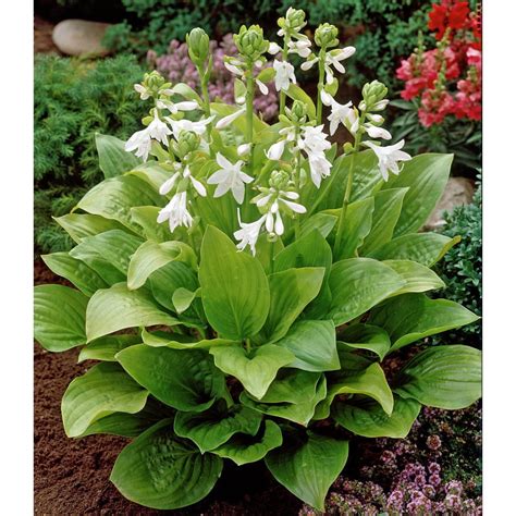 Royal Standard Hosta Fragrant Flower Shiny Foliage 4 Pot