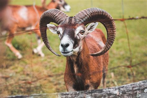 A Goat With Big Horns Behind The Fence Free Stock Photo Picjumbo
