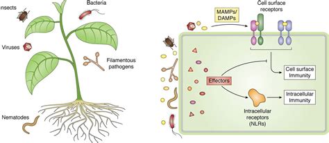 A Molecular Roadmap To The Plant Immune System Journal Of Biological