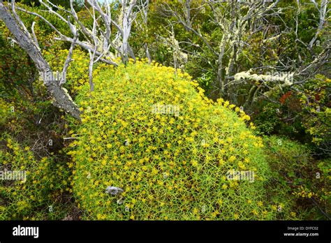 La Flora En Las Torres Del Paine Np Suegra Bush Patagonia Chile