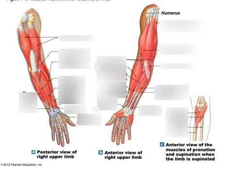 Arm Muscles Diagram Quizlet